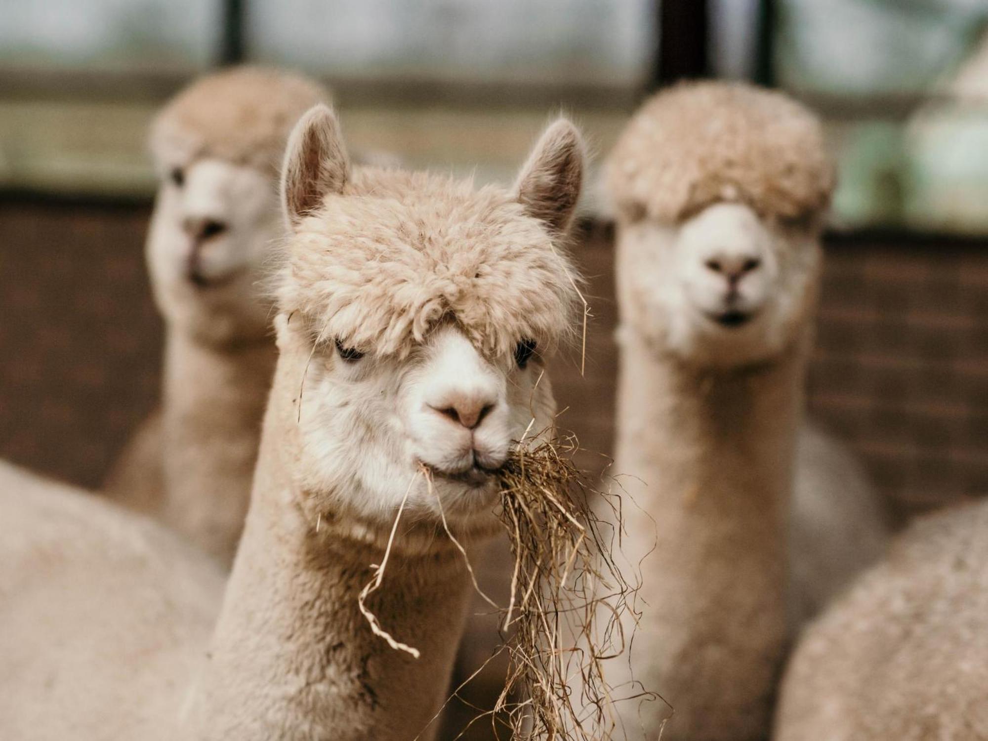 Alpacafarm Vorstenbosch Exteriér fotografie