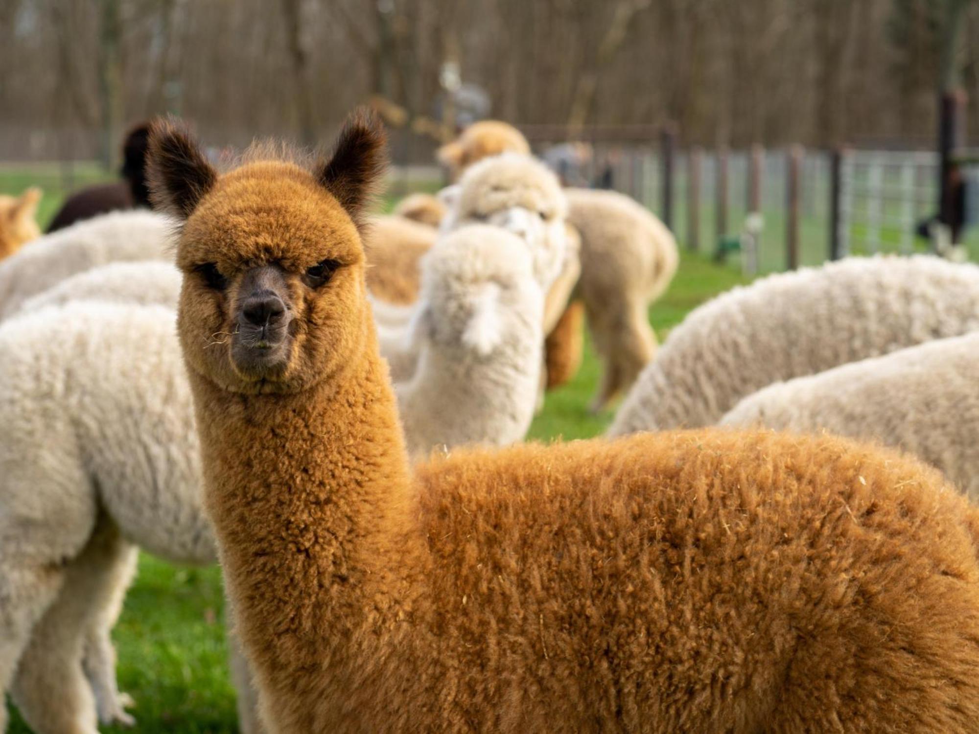 Alpacafarm Vorstenbosch Exteriér fotografie