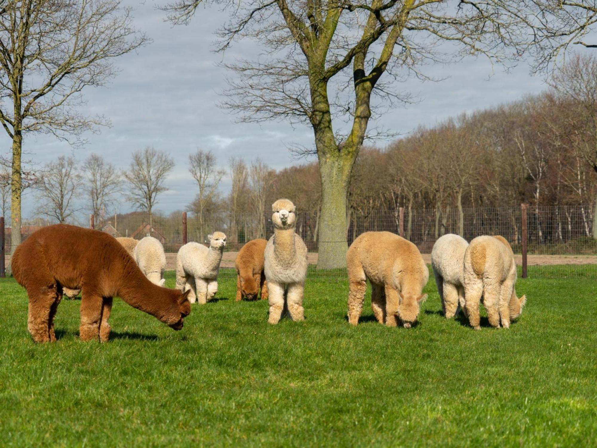 Alpacafarm Vorstenbosch Exteriér fotografie