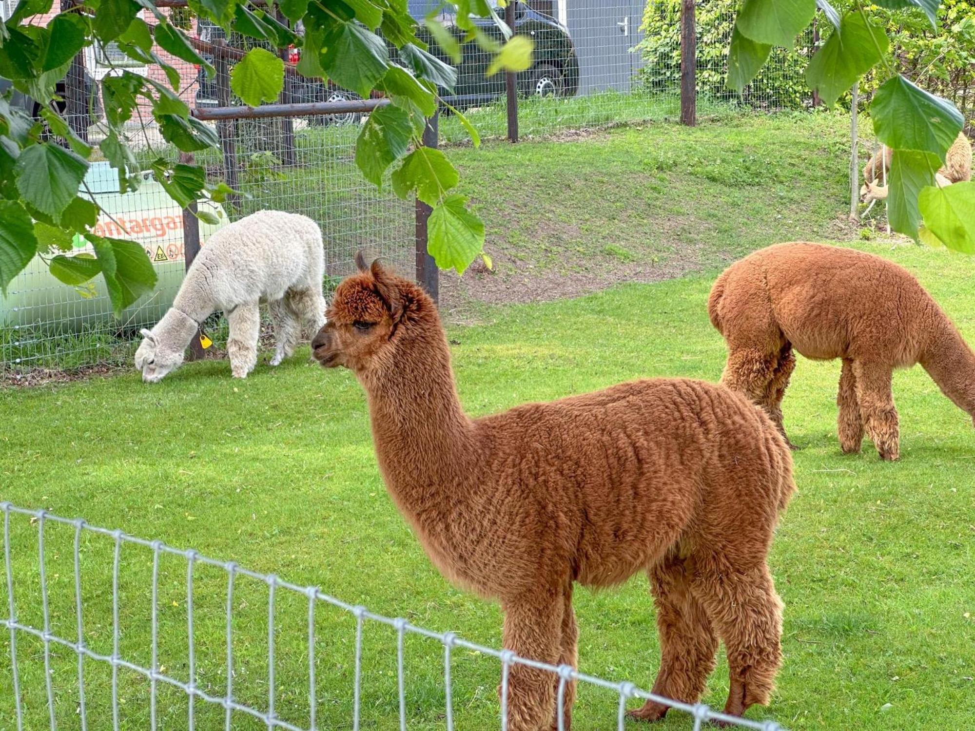 Alpacafarm Vorstenbosch Exteriér fotografie